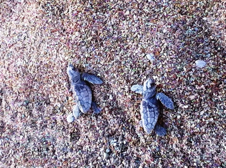 CARETTA CARETTA WELCOME TO LIFE
