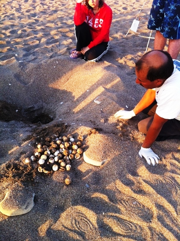 CIRALI CARETTA EGGS