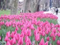 Лалињата – Пролетната магија на Истанбул
