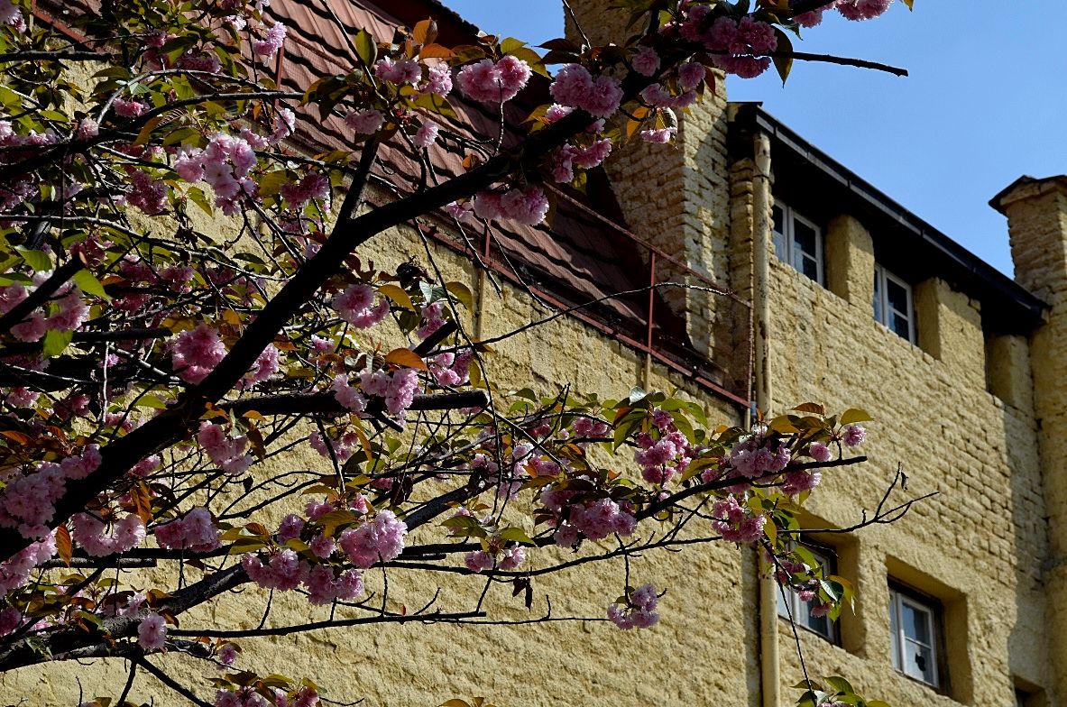 “SAKURA ZENSEN” – КОГА ЌЕ РАСЦВЕТААТ ЈАПОНСКИТЕ ЦРЕШИ ВО СКОПЈЕ