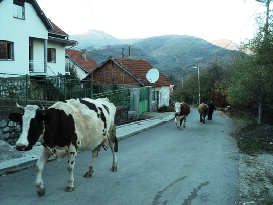 srpska slava kosovo kravi na pat10