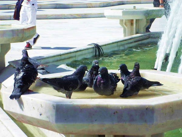 Eyup squere_pigeons_balkon3
