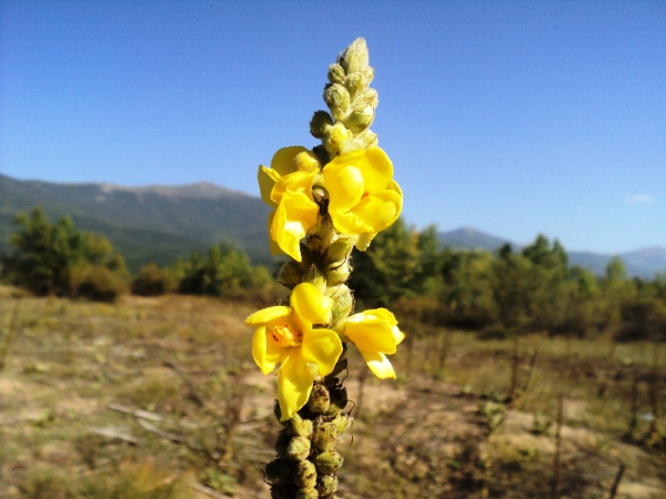 cveke_ezerani_balkon3